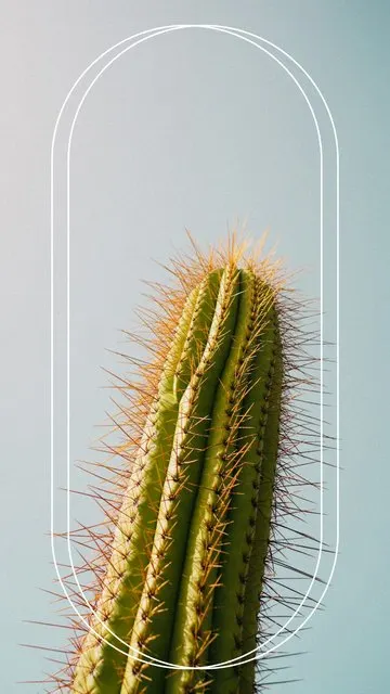 Cactus Arch
