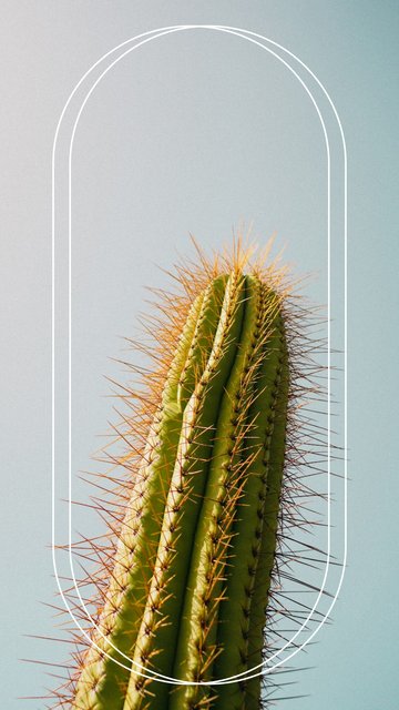 Kaktüs Çerçeve – Minimal Instagram story şablonları